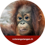 red orangutangen